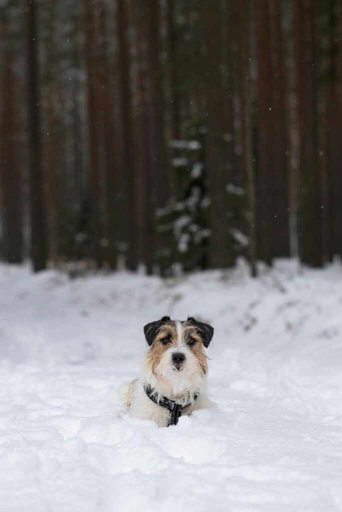 pexels krista glizdeniece 2150567376 35553309